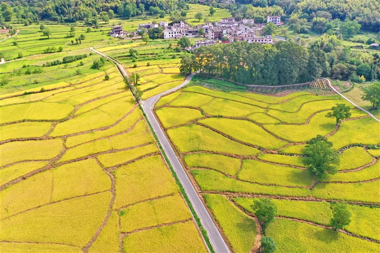 金色田園“豐”景如畫